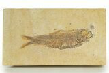Detailed Fossil Fish (Knightia) - Wyoming #320356-1